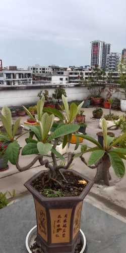 小众送妈妈的花有哪些花