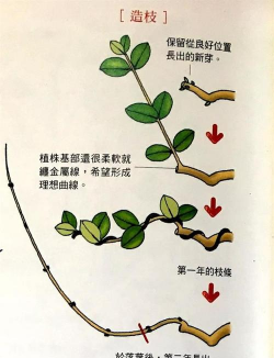 小众送妈妈的花有哪些花