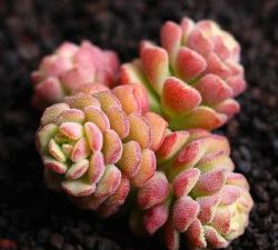 小众送妈妈的花有哪些花