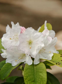 小众送妈妈的花有哪些花