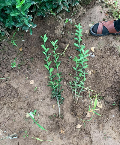 大叶黄杨的养殖方法