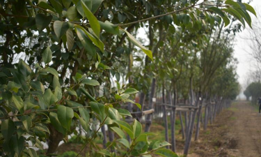 大叶女贞的养殖方法