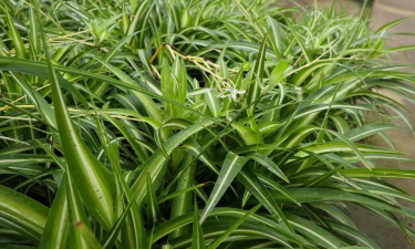 小众送妈妈的花有哪些花