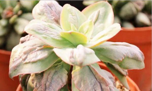 小众送妈妈的花有哪些花