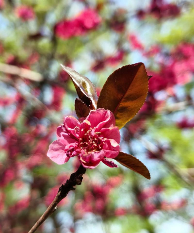 小众送妈妈的花有哪些花