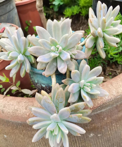 小众送妈妈的花有哪些花