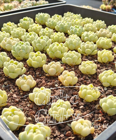 厚叶月影的养殖方法 厚叶月影的养殖方法