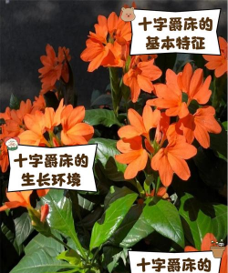 小众送妈妈的花有哪些花