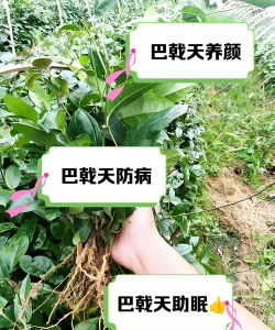 巴戟天的养殖方法和注意事项