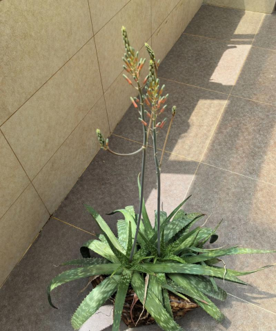 小众送妈妈的花有哪些花