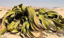 小众送妈妈的花有哪些花