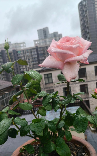 小众送妈妈的花有哪些花