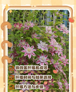 小众送妈妈的花有哪些花