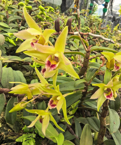 小众送妈妈的花有哪些花