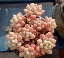 小众送妈妈的花有哪些花