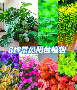 小众送妈妈的花有哪些花