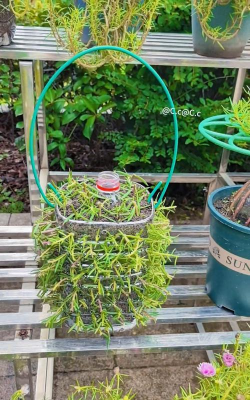 小众送妈妈的花有哪些花