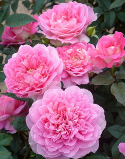 小众送妈妈的花有哪些花