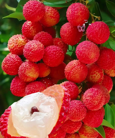 小众送妈妈的花有哪些花