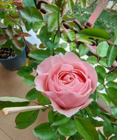 小众送妈妈的花有哪些花