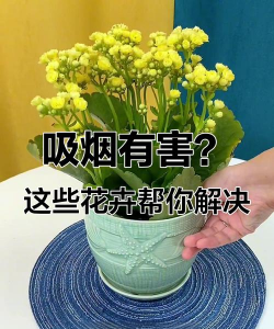小众送妈妈的花有哪些花