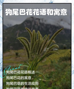 小众送妈妈的花有哪些花
