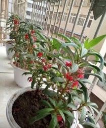 小众送妈妈的花有哪些花