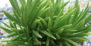 小众送妈妈的花有哪些花