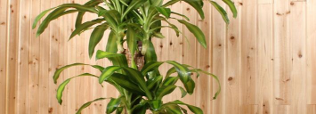 小众送妈妈的花有哪些花