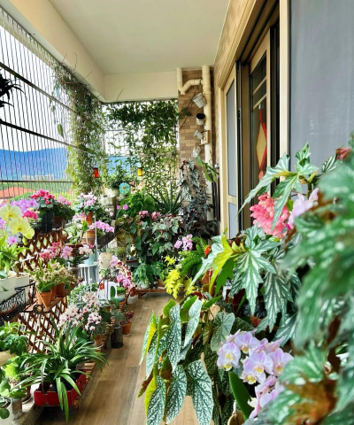 小众送妈妈的花有哪些花