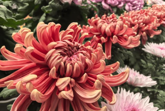 小众送妈妈的花有哪些花