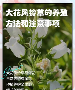 小众送妈妈的花有哪些花