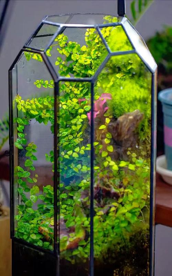 小众送妈妈的花有哪些花