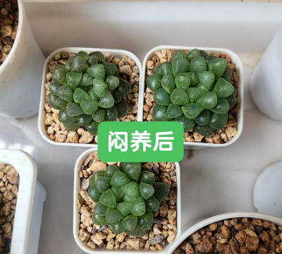 小众送妈妈的花有哪些花