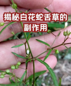 白花蛇舌草的养殖方法和注意事项