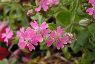 小众送妈妈的花有哪些花