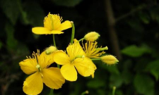 小众送妈妈的花有哪些花