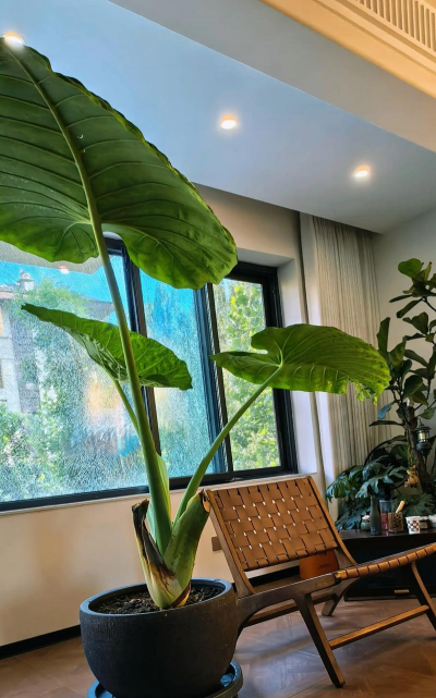 小众送妈妈的花有哪些花