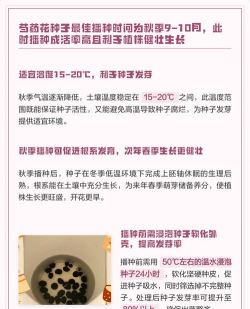 小众送妈妈的花有哪些花