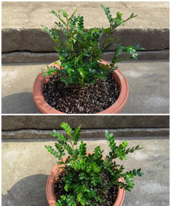 小众送妈妈的花有哪些花