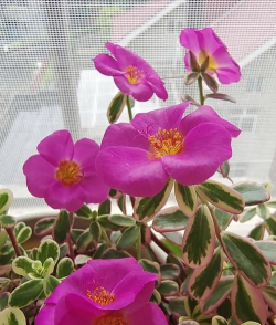 小众送妈妈的花有哪些花