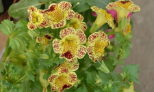 小众送妈妈的花有哪些花