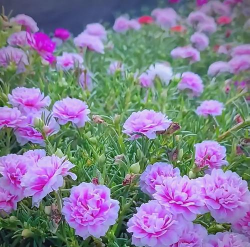 小众送妈妈的花有哪些花