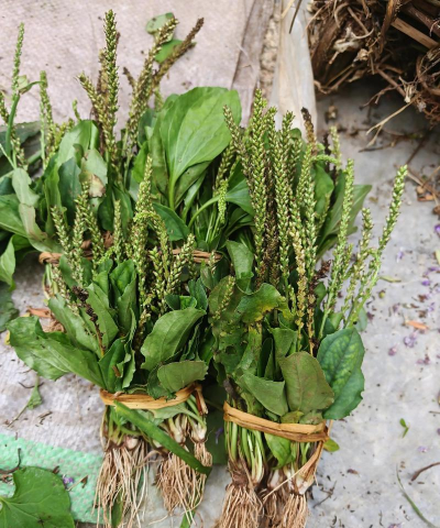 车前草的养殖方法和注意事项