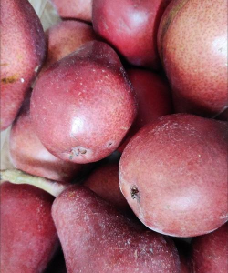 小众送妈妈的花有哪些花