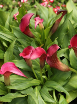 小众送妈妈的花有哪些花