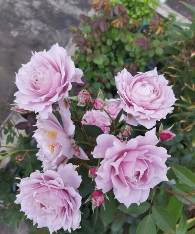 小众送妈妈的花有哪些花