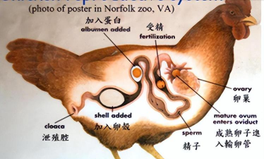 鸡是怎么受精 鸡是怎么受精