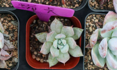 小众送妈妈的花有哪些花