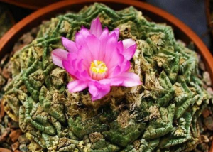 小众送妈妈的花有哪些花